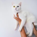 Adorable white cat with heterochromia being held indoors. Perfect pet portrait.