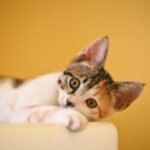 Close-up of a cute calico kitten lying down and staring with curious eyes against a yellow background.
