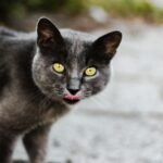 A close-up of a grey cat with striking yellow eyes and whiskers, captured outdoors in natural light.