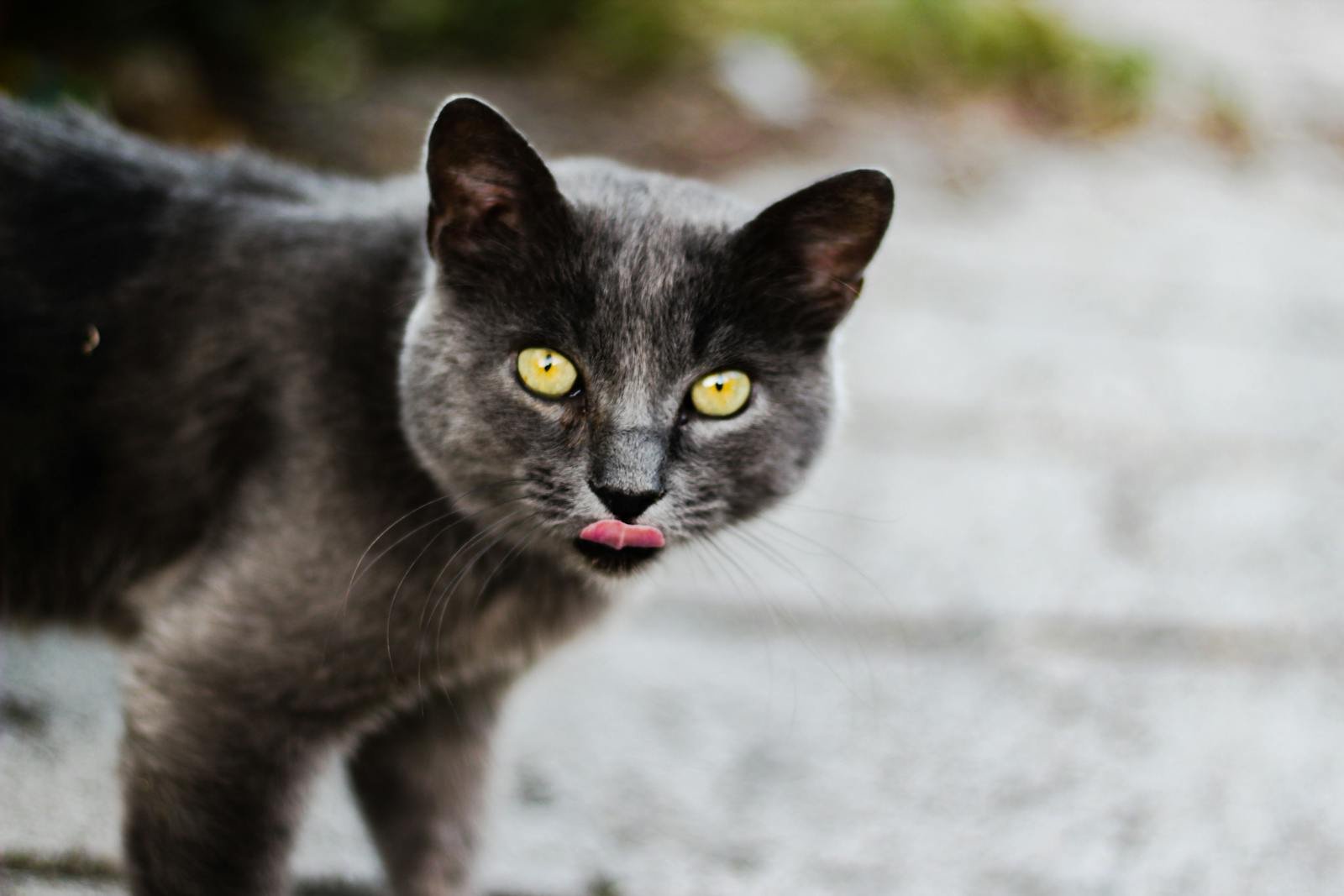 A close-up of a grey cat with striking yellow eyes and whiskers, captured outdoors in natural light.