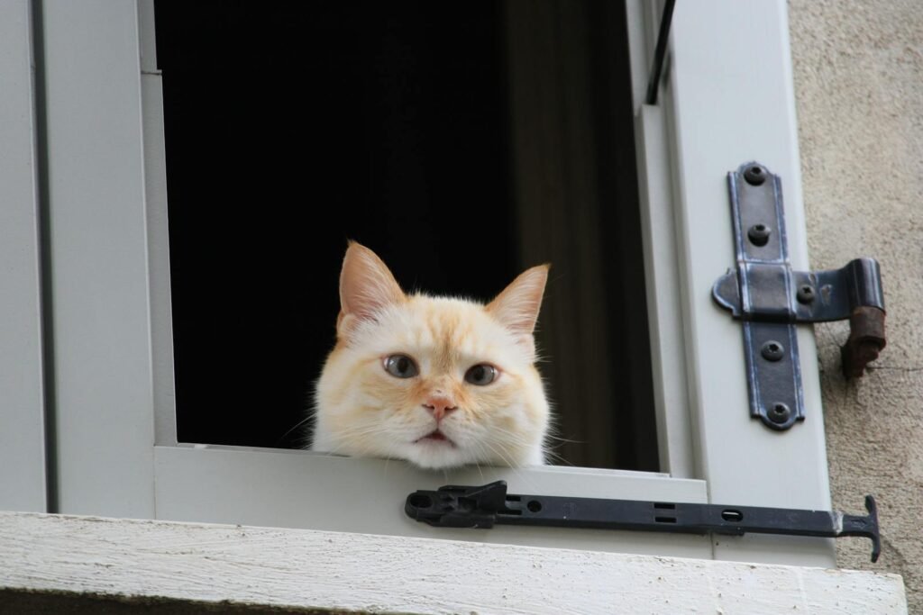 Charming close-up of a red point Siamese cat peering through an open window against a dark background.