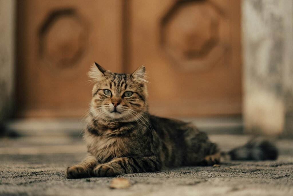 A domestic cat with fluffy fur lounges on a city sidewalk in soft evening light.