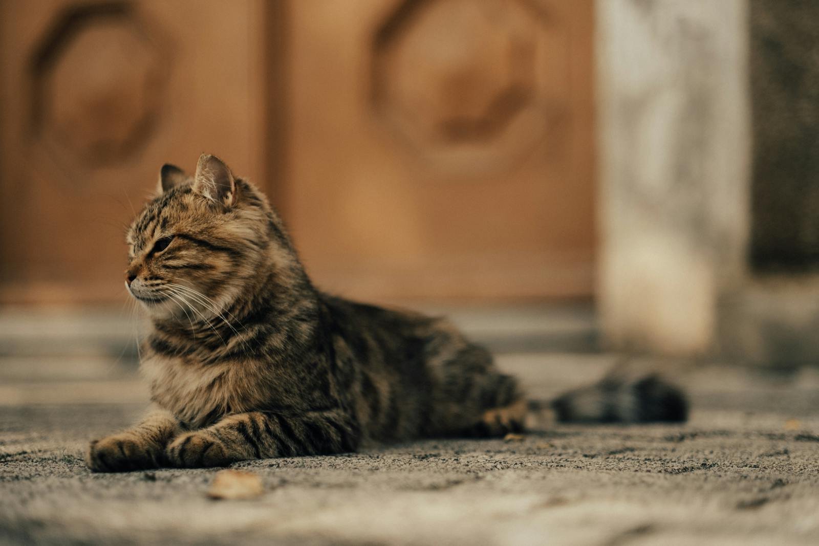 Cute tabby cat lounging outdoors on a sunny sidewalk.