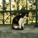 A calico cat sits gracefully by a wrought iron fence in a sunny park, enjoying the outdoors.