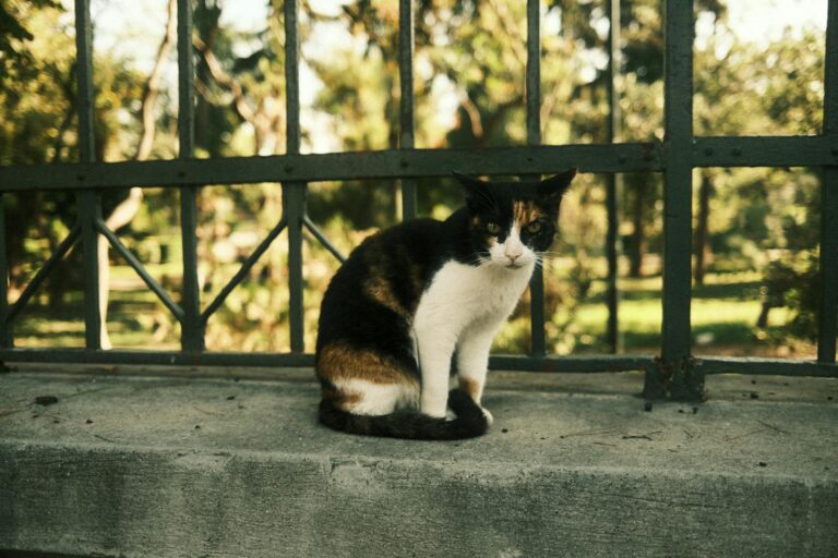 A calico cat sits gracefully by a wrought iron fence in a sunny park, enjoying the outdoors.