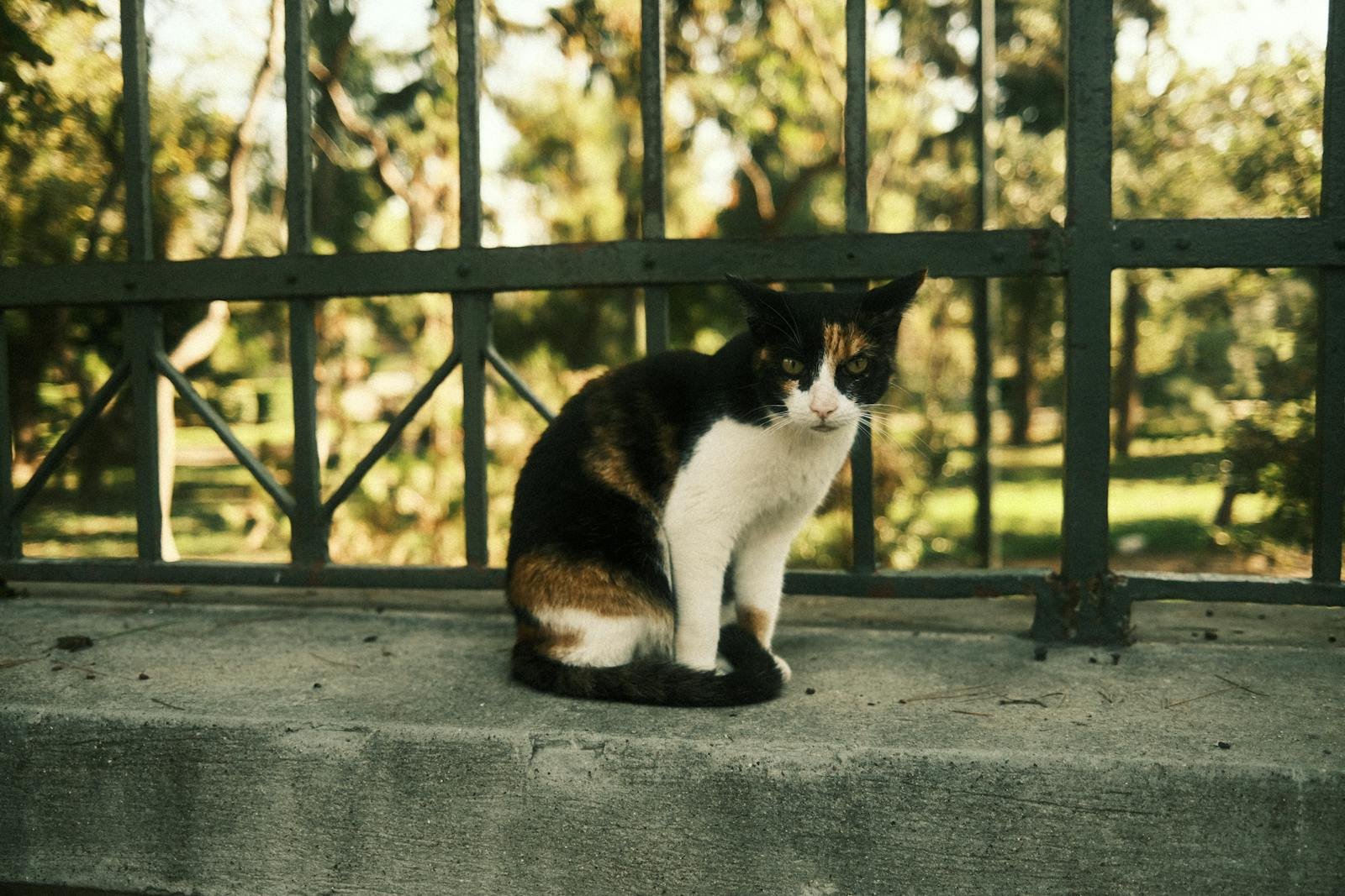 A calico cat sits gracefully by a wrought iron fence in a sunny park, enjoying the outdoors.