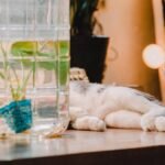 A serene indoor setup with a cat lying near a glass container and decor plants, creating a cozy ambiance.