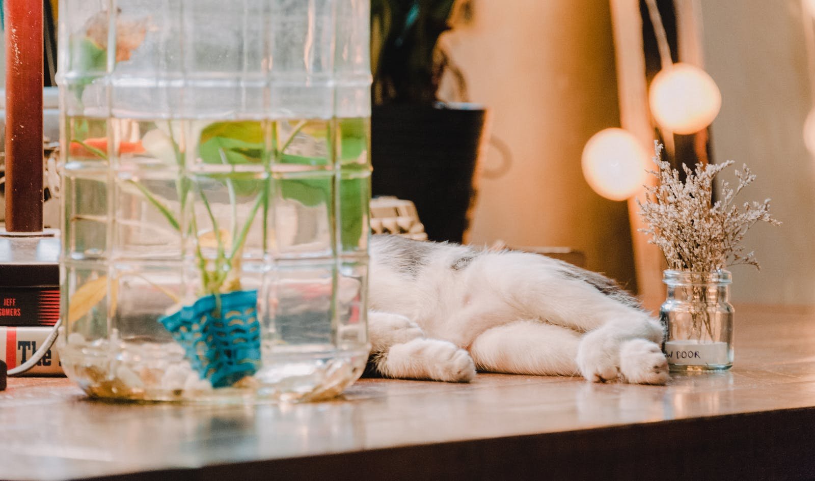 A serene indoor setup with a cat lying near a glass container and decor plants, creating a cozy ambiance.