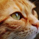 cat, face, eyes, portrait, animal world, animal, domestic cat, pet, kitten, head, cat, cat, cat, nature, cat, cat