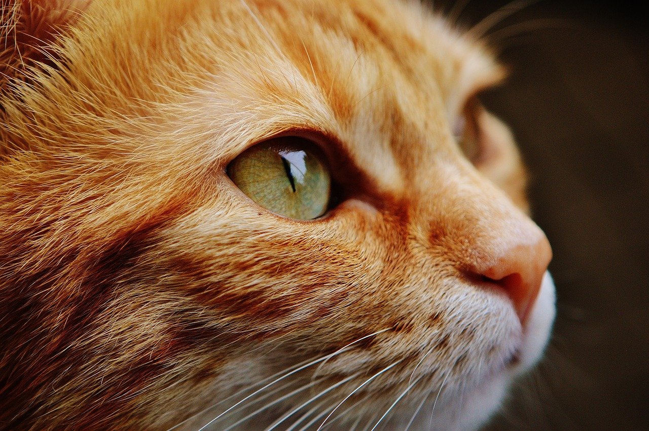 cat, face, eyes, portrait, animal world, animal, domestic cat, pet, kitten, head, cat, cat, cat, nature, cat, cat