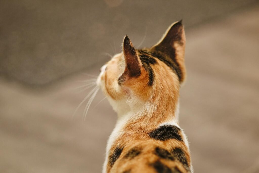 A detailed close-up photograph of a calico cat from behind, focusing on its head and ears.