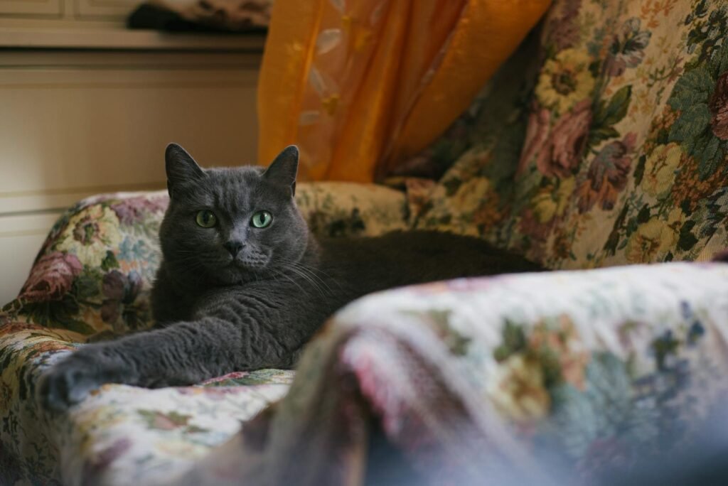 A Chartreux cat lounging on a vintage floral upholstered chair indoors.