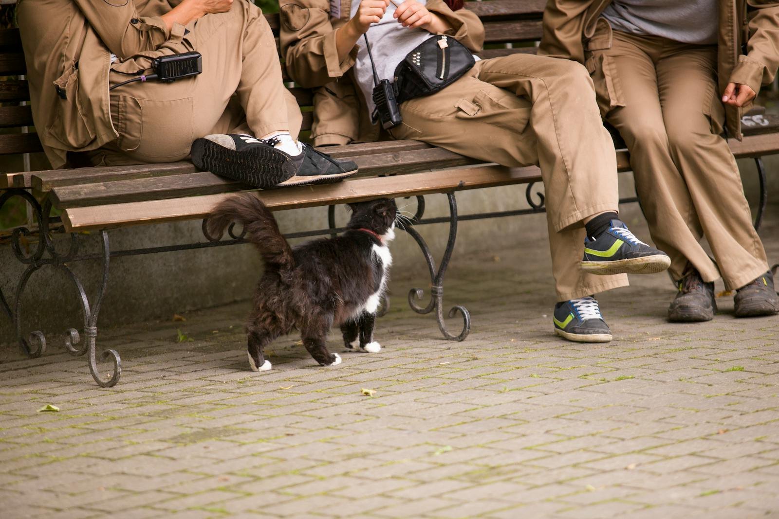 A black and white cat approaches people sitting on a park bench, creating a tranquil urban scene.