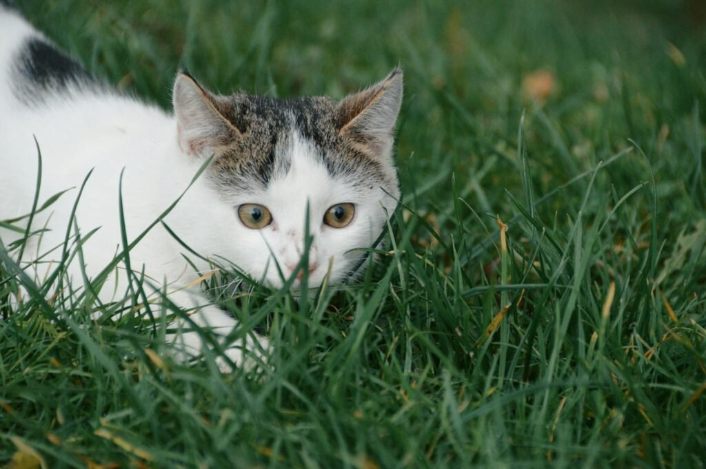 A white and gray tabby cat playfully peeking through grass in an outdoor setting.