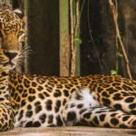 Close-up of a leopard resting in its enclosure, showcasing its majestic coat and watchful eyes.