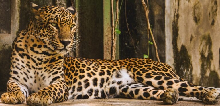 Close-up of a leopard resting in its enclosure, showcasing its majestic coat and watchful eyes.