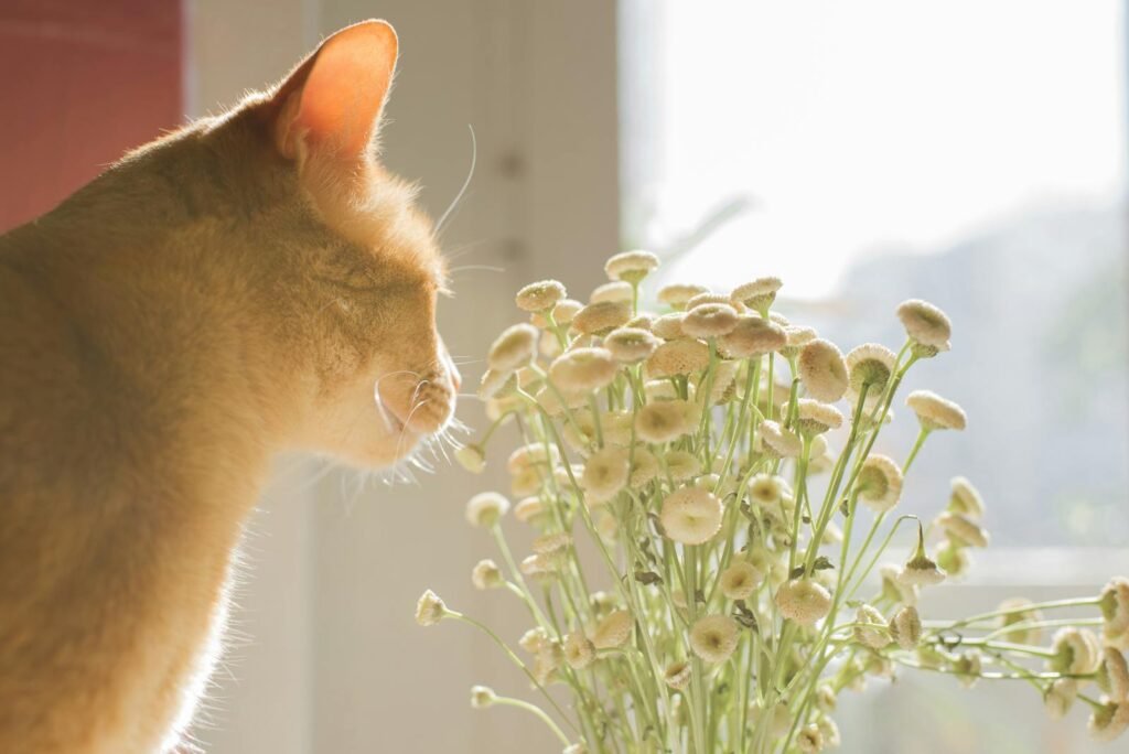 A cat explores and smells white flowers indoors by a sunny window, captured in Valencia, Spain.