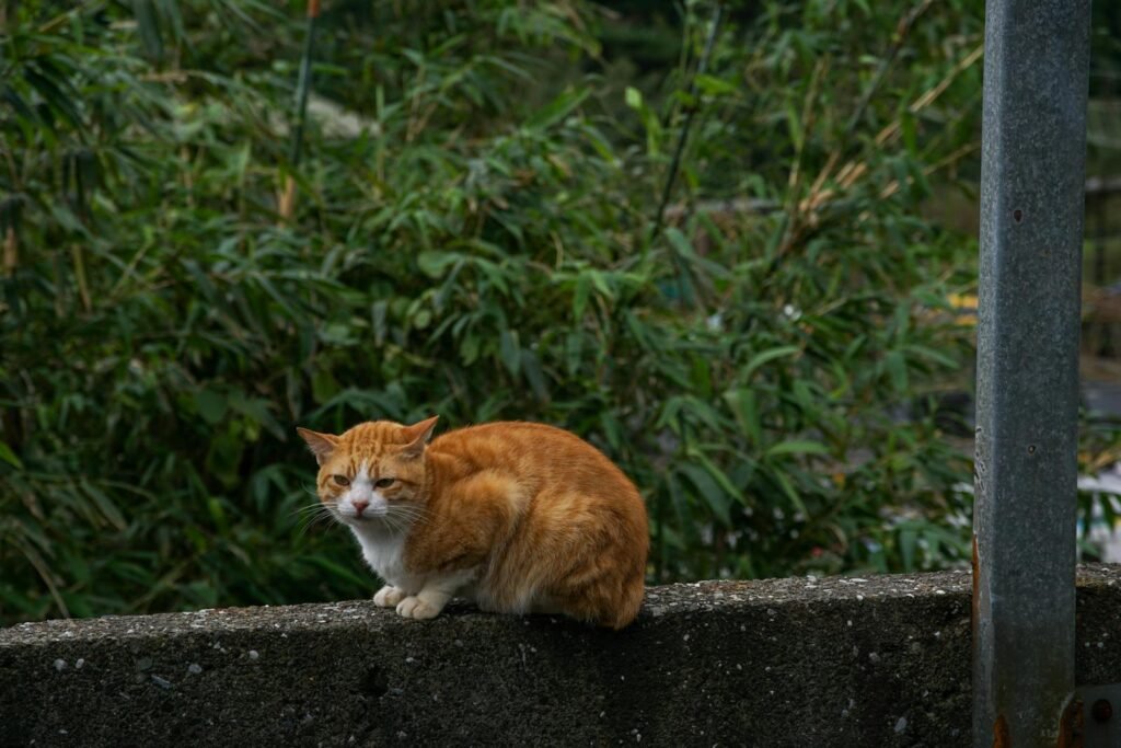 A ginger tabby cat resting on a concrete wall surrounded by lush green foliage.