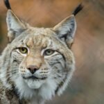 Detailed close-up of a lynx with focus on eyes and fur in its natural habitat.