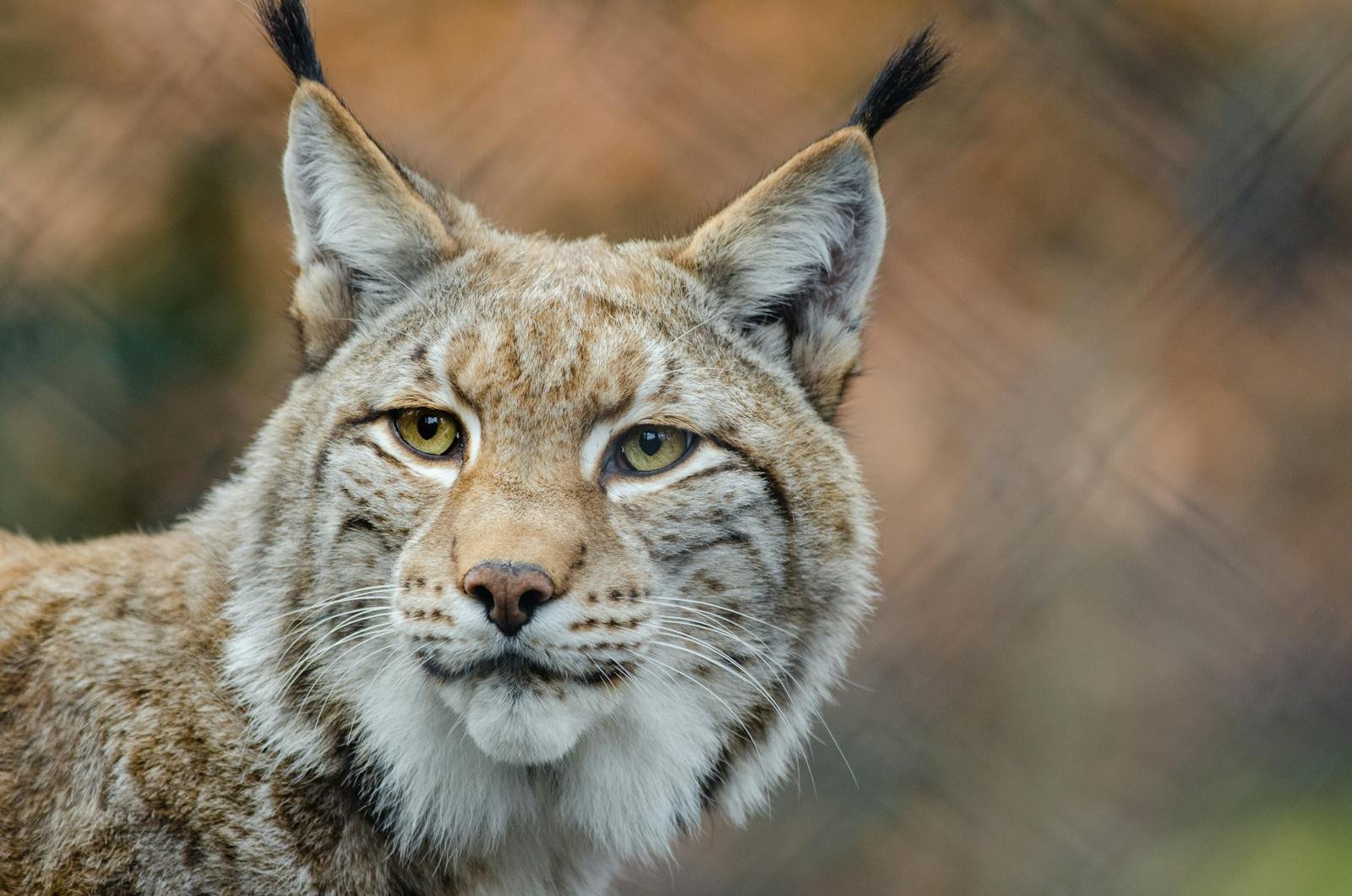 Detailed close-up of a lynx with focus on eyes and fur in its natural habitat.