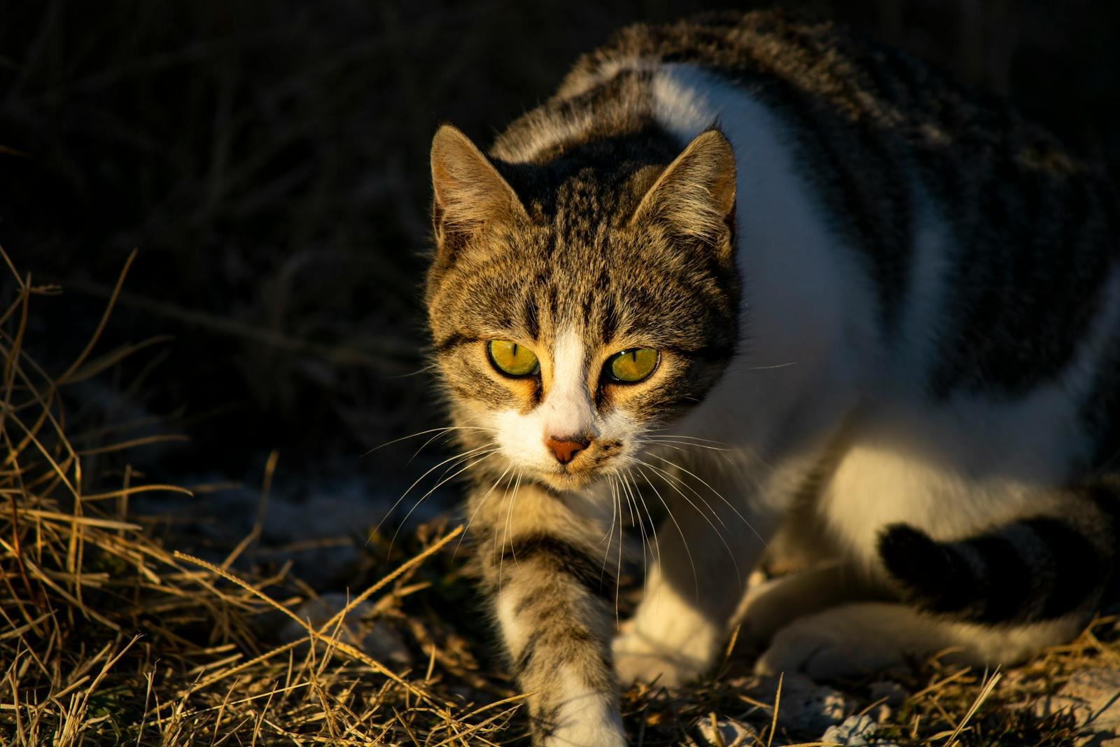 Captivating close-up of a domestic cat with bright eyes, exploring outdoors.