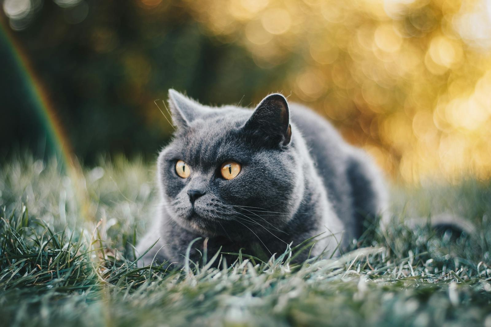 A beautiful British Shorthair cat lying on grass with a bokeh background, showcasing its orange eyes.