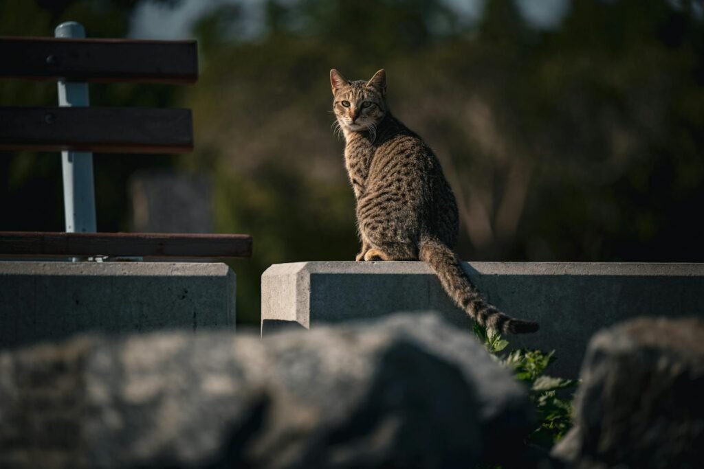A tabby cat sits on a ledge in Kuwait City, capturing a serene outdoor scene.