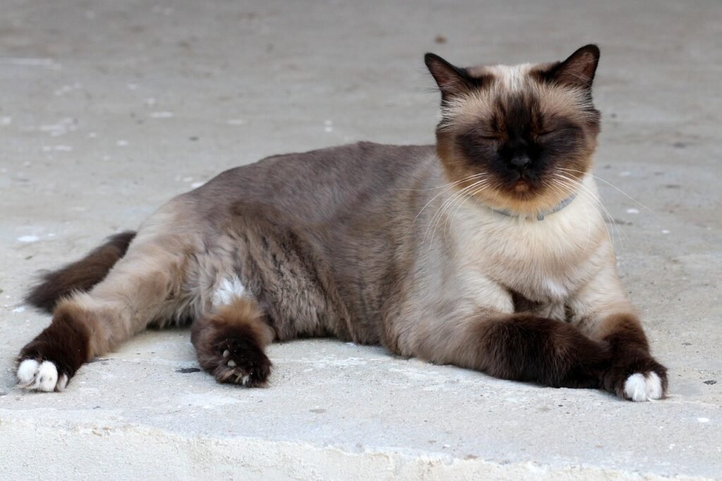 the cat, burmese, catlike, tired, lazy