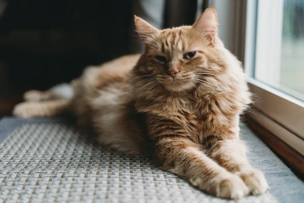 Charming ginger cat lying contentedly on a windowsill, basking in soft indoor light.