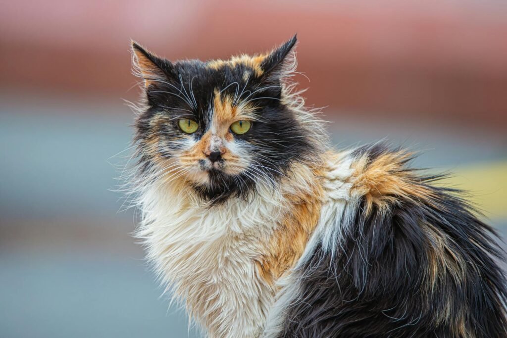 Close-up of a fluffy calico cat gazing intensely with a blurred outdoor background.