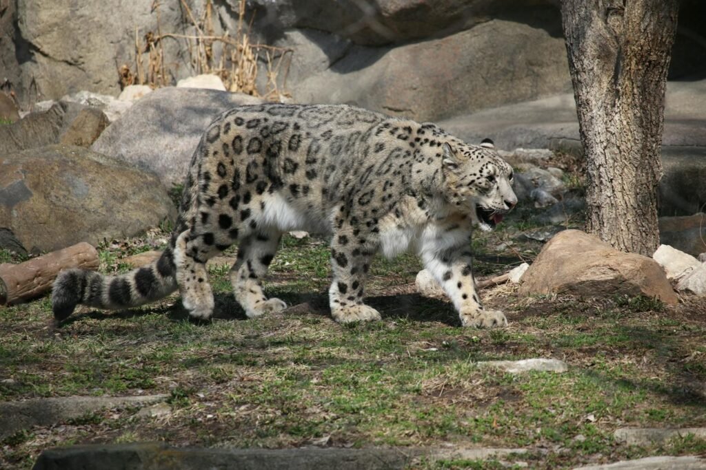A stunning snow leopard walking gracefully in its rocky natural habitat.