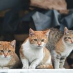 Three adorable cats with mixed coats looking curiously ahead in an indoor setting.