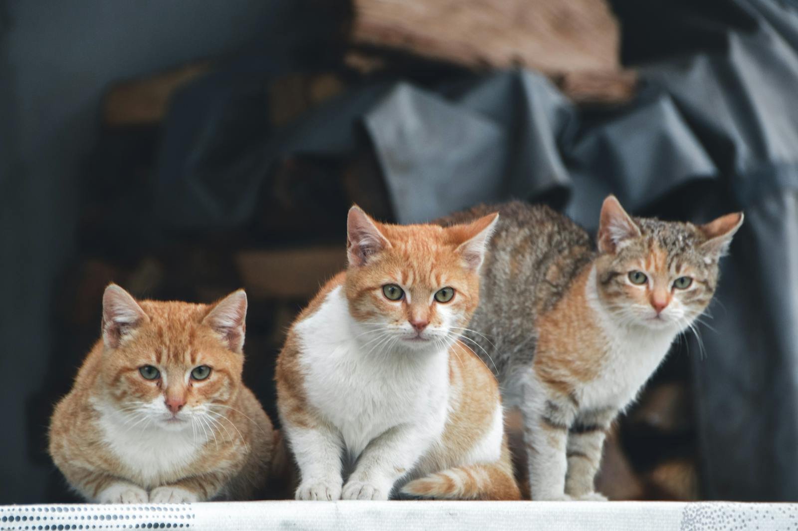Three adorable cats with mixed coats looking curiously ahead in an indoor setting.