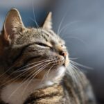 A peaceful tabby cat relishing sunlight, highlighting its whiskers and fur texture.