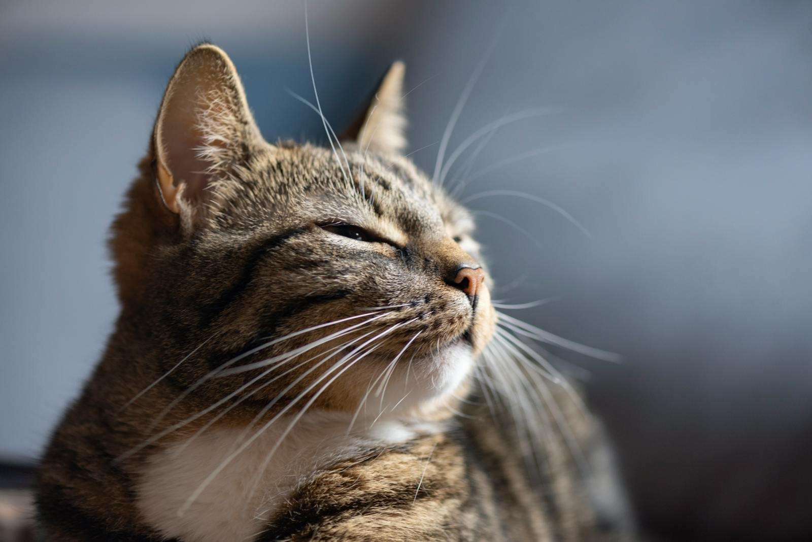 A peaceful tabby cat relishing sunlight, highlighting its whiskers and fur texture.