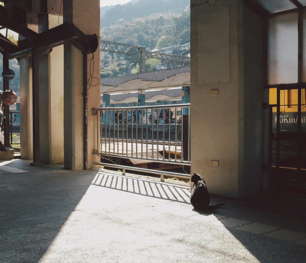A cat sits alone in the sunlight at an empty train station, casting long shadows.