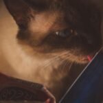 Close-up of a Siamese cat licking food from a pouch indoors. Perfect for pet and animal themes.