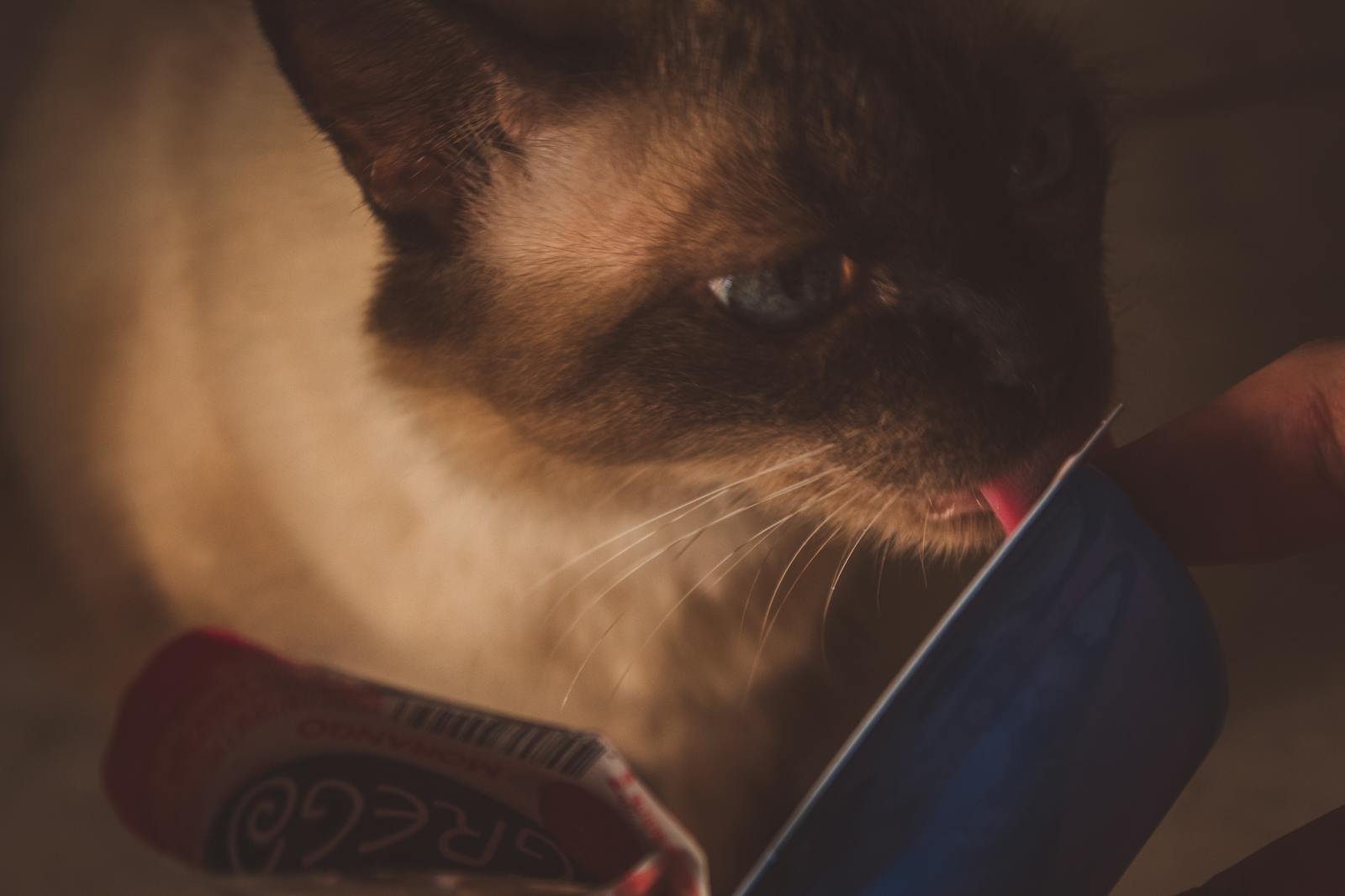 Close-up of a Siamese cat licking food from a pouch indoors. Perfect for pet and animal themes.