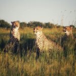 Three cheetahs in a field during a warm sunset, captured in a natural habitat setting.
