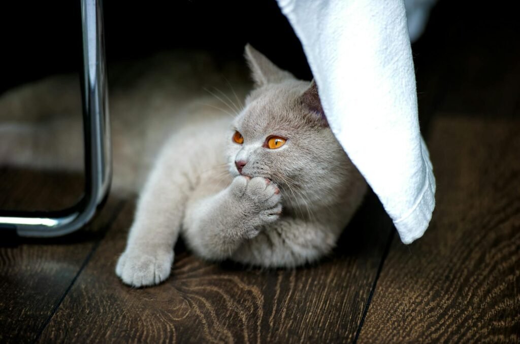 A cute British Shorthair cat lounging indoors with a thoughtful expression.