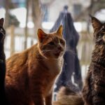 Three cats sitting by the window, looking outside with curiosity on a cozy day.