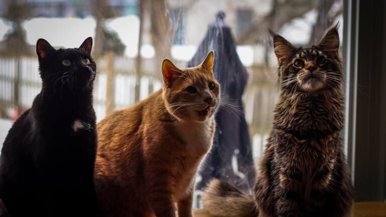 Three cats sitting by the window, looking outside with curiosity on a cozy day.