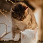 Two cats interacting outdoors, capturing a tender moment in natural light.