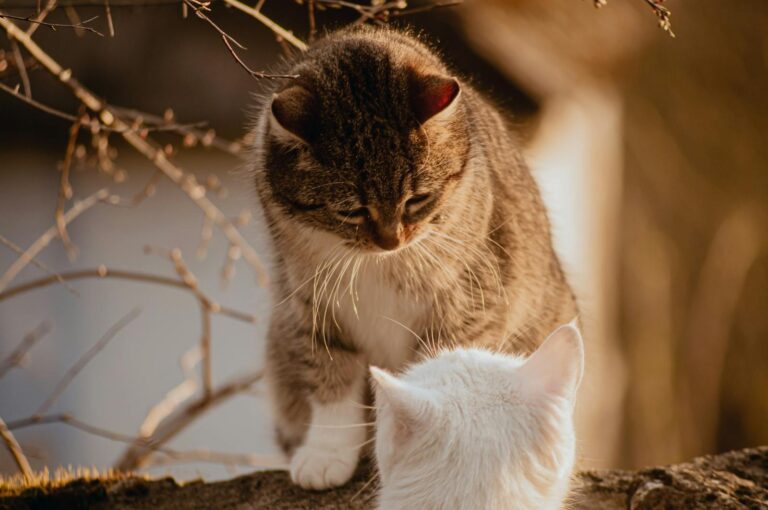 Two cats interacting outdoors, capturing a tender moment in natural light.
