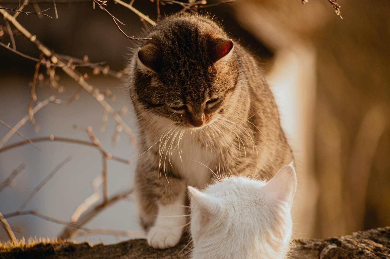 Two cats interacting outdoors, capturing a tender moment in natural light.