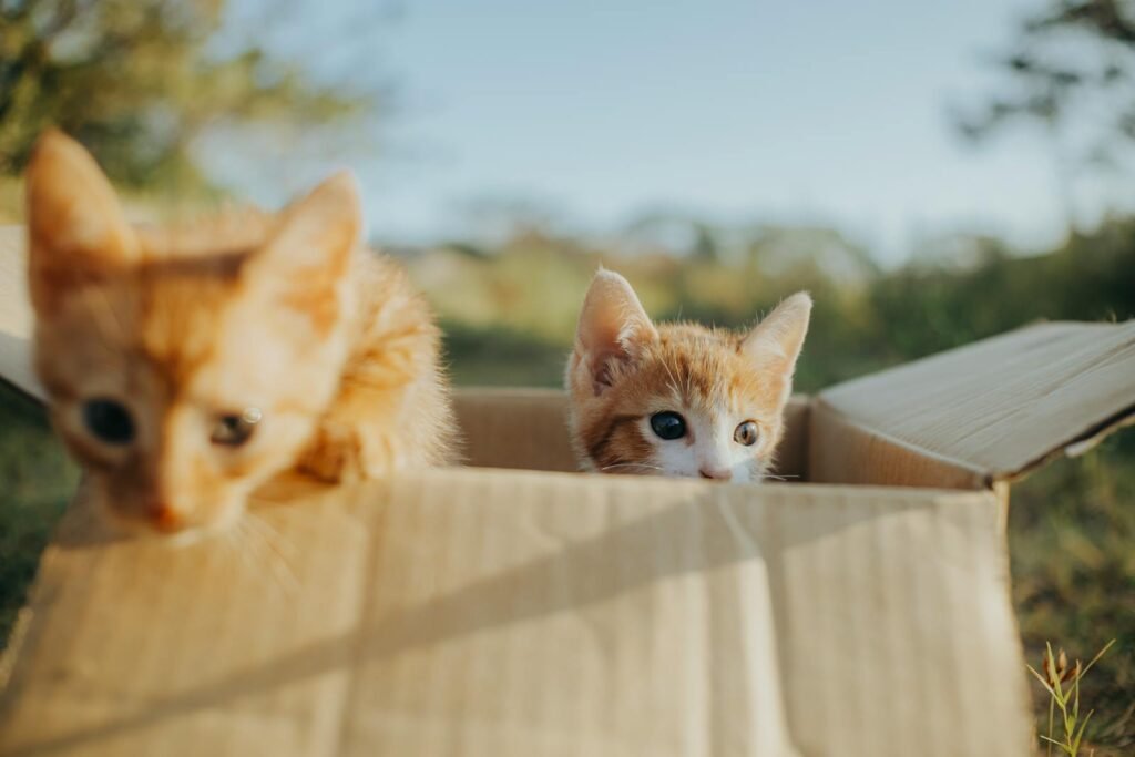 Two cute orange kittens playfully exploring a cardboard box outdoors on a sunny day.