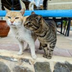 Two domestic cats, one ginger and one tabby, interacting warmly outdoors at a cafe in Agia Galini, Greece.