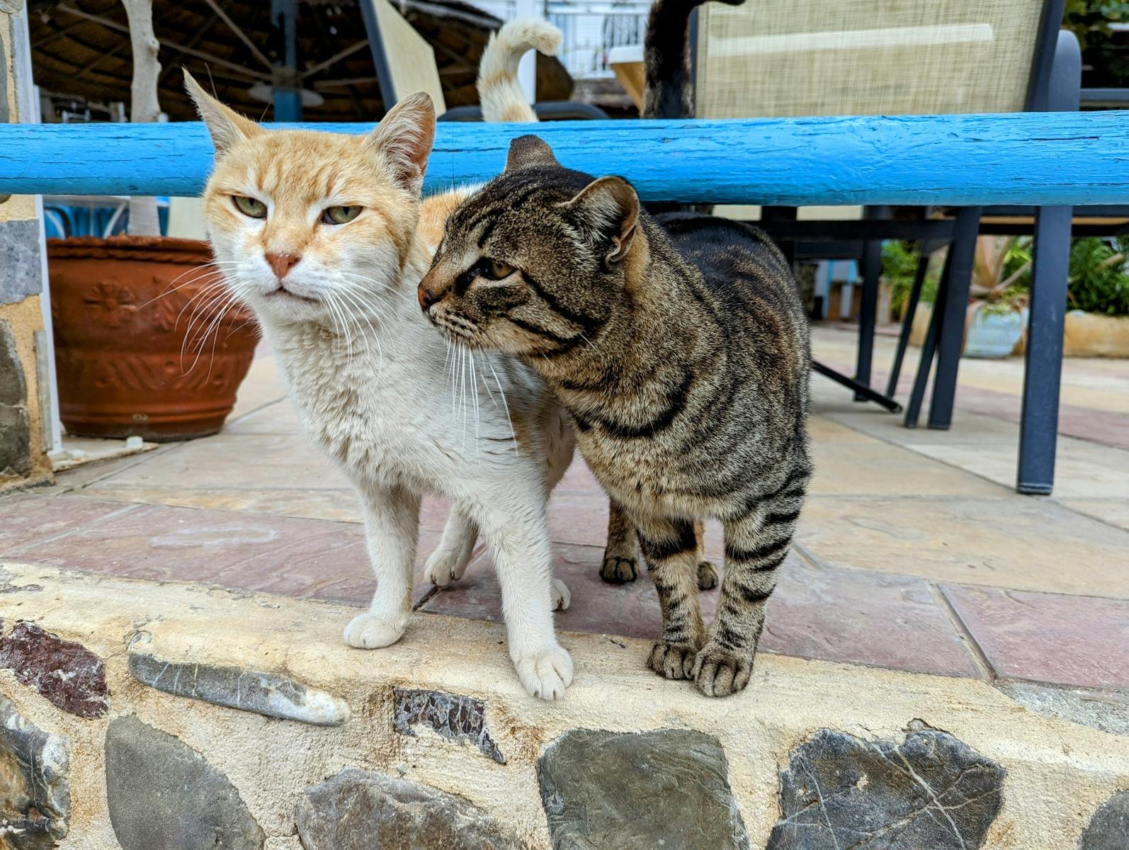 Two domestic cats, one ginger and one tabby, interacting warmly outdoors at a cafe in Agia Galini, Greece.