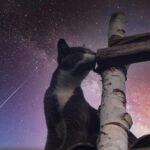 A curious cat perched on wooden logs, set against a mesmerizing galaxy night sky.