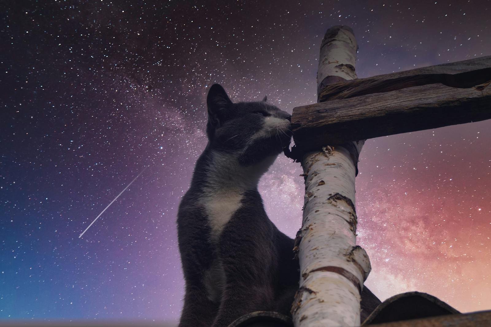 A curious cat perched on wooden logs, set against a mesmerizing galaxy night sky.